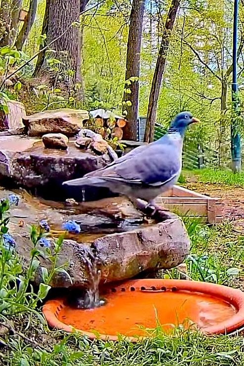 livebirdspoland_166fef153215b3a498df545f6db1260e.jpg