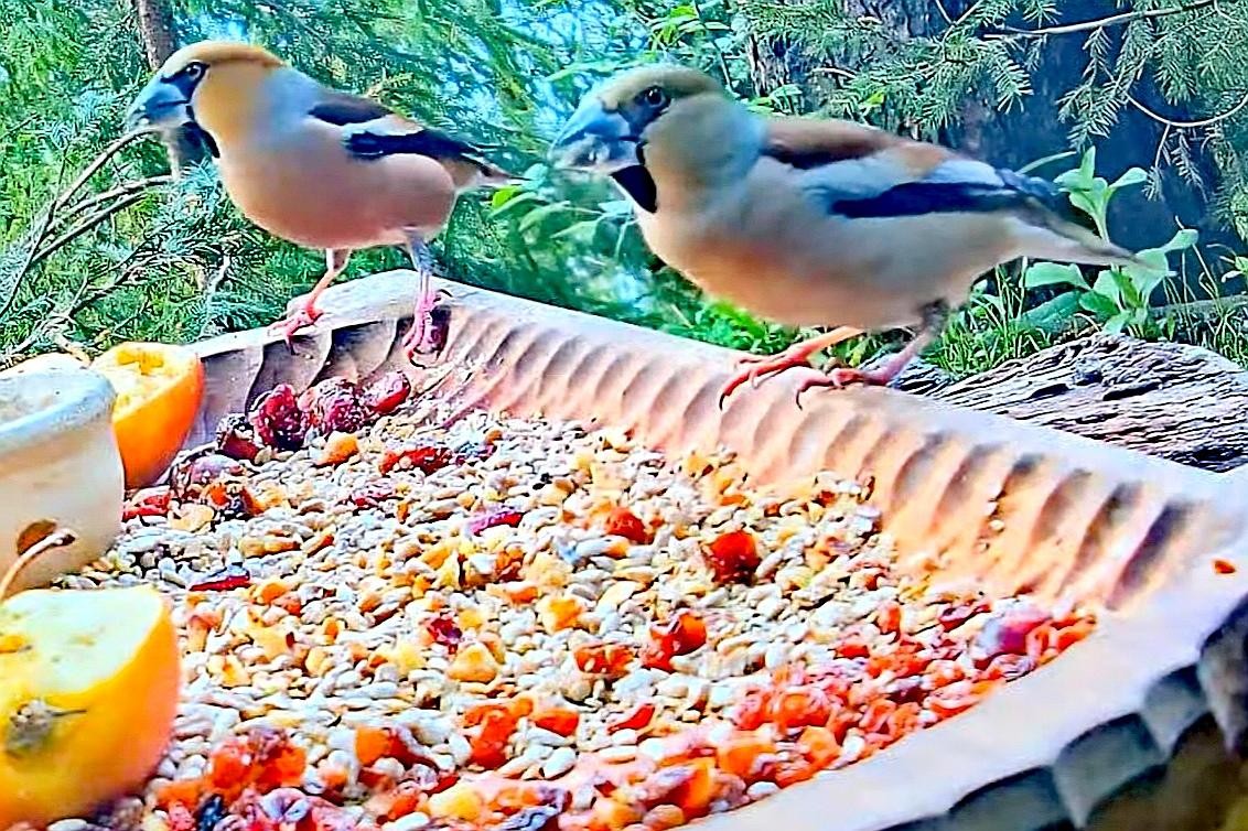 livebirdspoland_0678c7deee00f4d75e4fb0952edc17a8.jpg