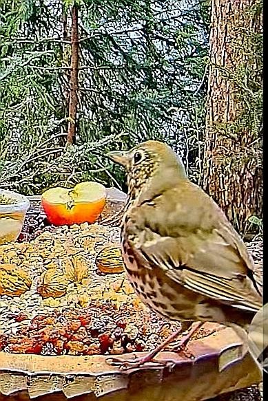 livebirdspoland_181e0d939fe46dd3c02a5675d3bce0b1.jpg