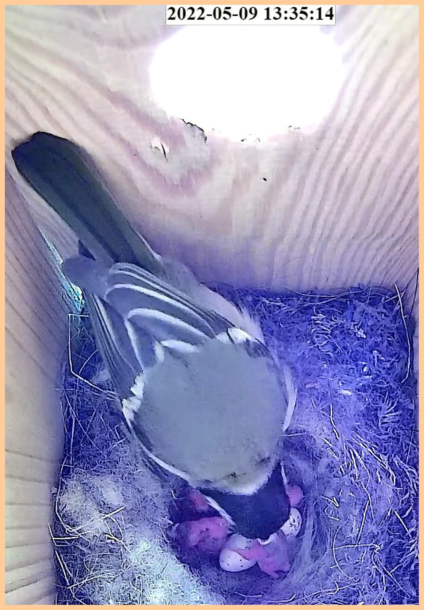 livebirdspoland_3b3c17832f084561d7f87089fe3c9667.jpg