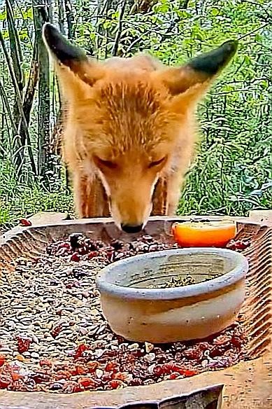 livebirdspoland_a6c56b8c5c7f9083125f13bcebfe78a9.jpg