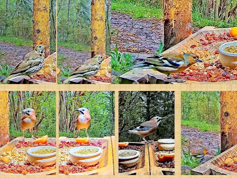 livebirdspoland_3ba03df3260096d29257ff70014501ca.jpg