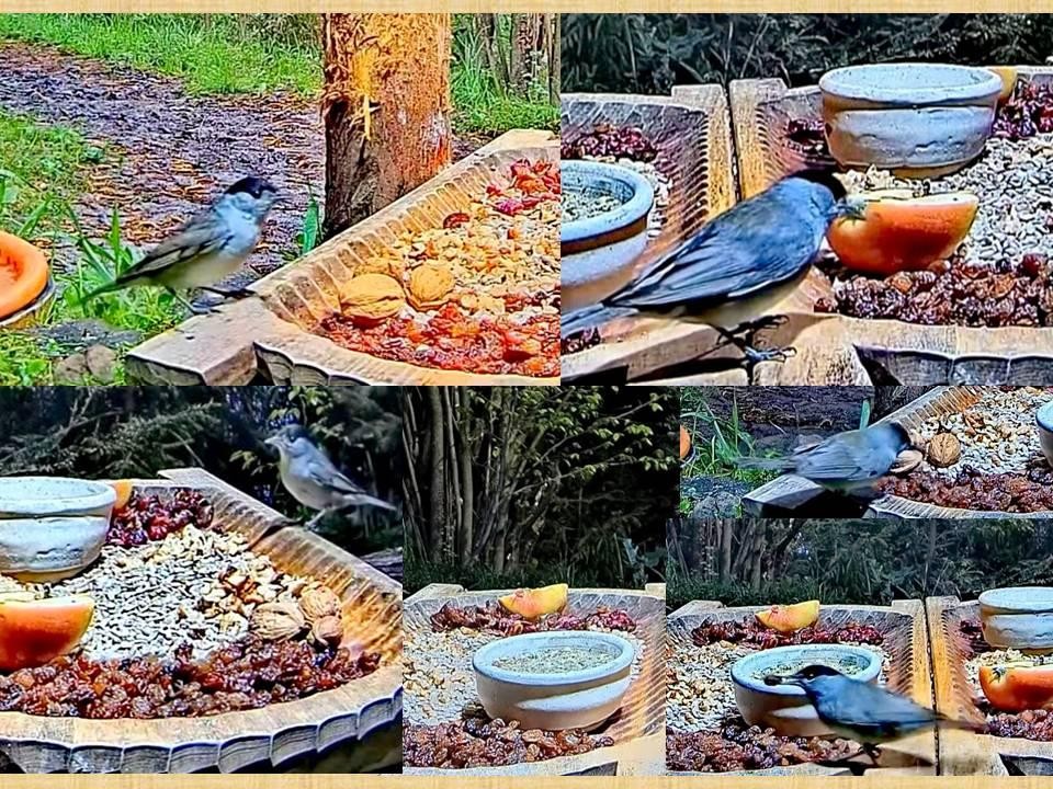 livebirdspoland_19e6179b779b286d89d6983f6ad205b9.jpg