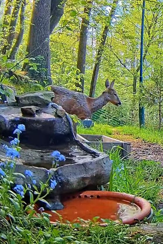 livebirdspoland_795e86d370f9862811fac649f09d0295.jpg