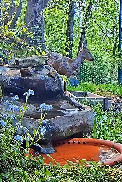 livebirdspoland_515e71c2fa9c4ae2cbde50bf3a7565fd.jpg