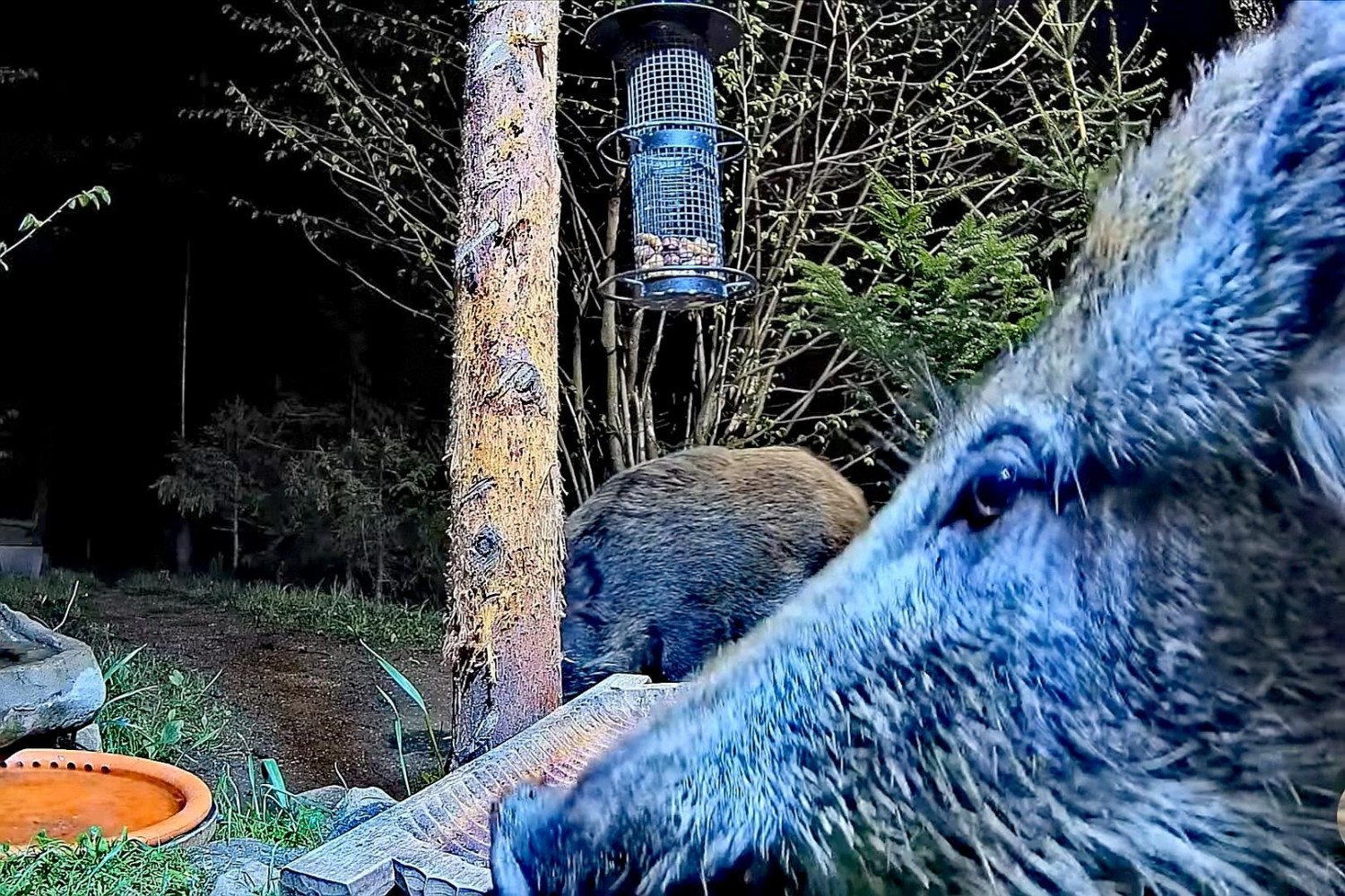 livebirdspoland_7d89675d9f2d884774bbef32f7804f4b.jpg