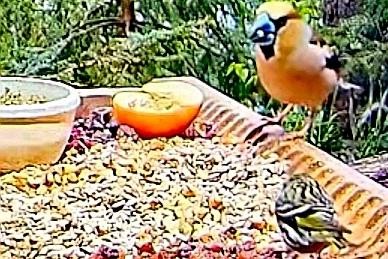 livebirdspoland_d443d9ad75a398407c3172c5228a28ae.jpg
