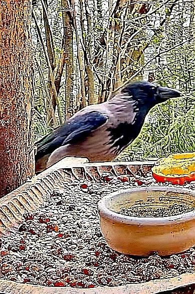 livebirdspoland_47d63c55691172e99bb8d7b82d482d1c.jpg