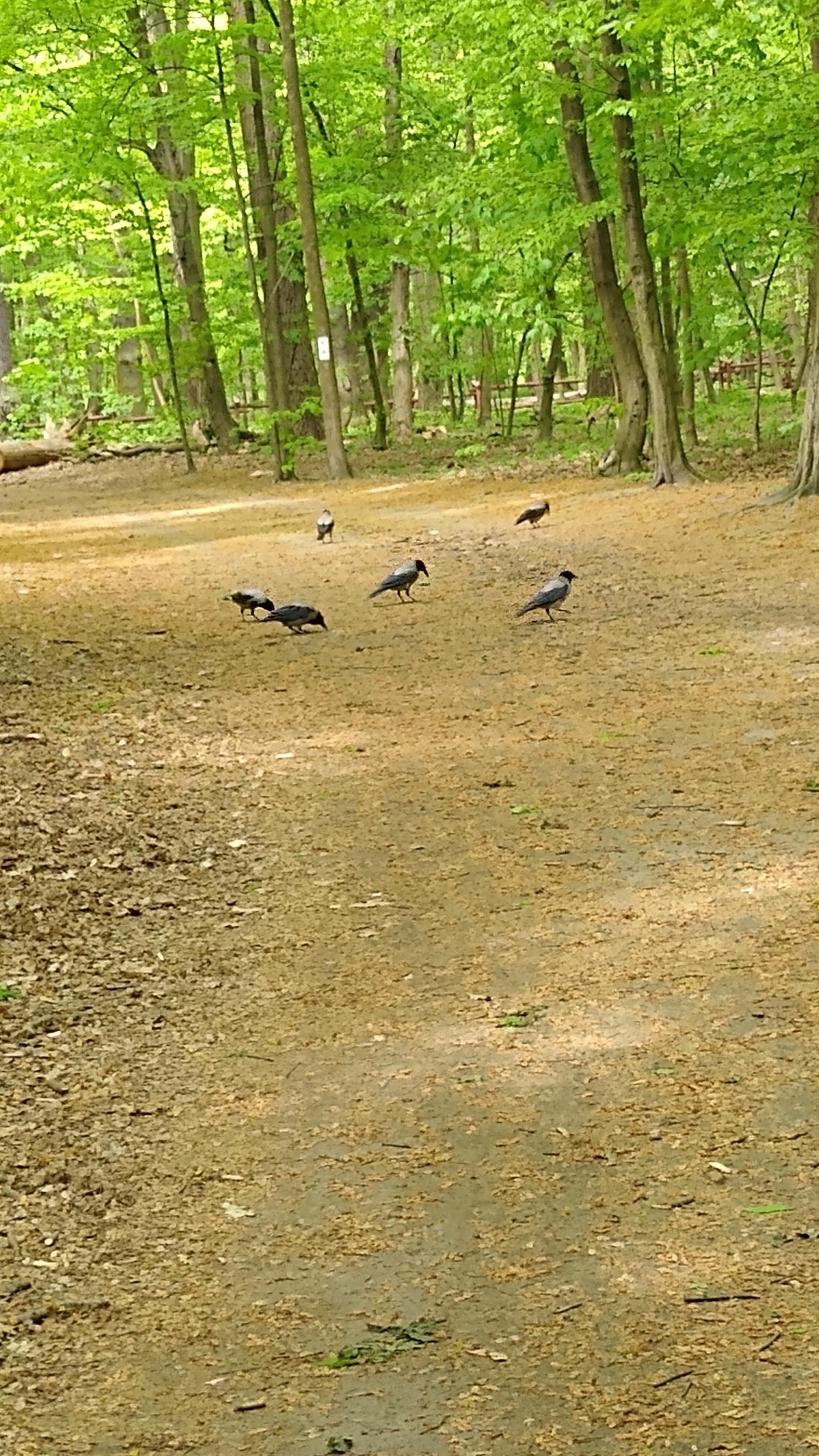 livebirdspoland_19b5c40346ef801eabcbede7e84c1f4d.jpg