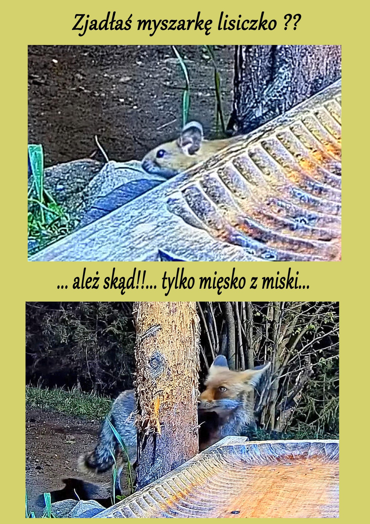 livebirdspoland_d156804c08f4bac424e42f126098bf9a.jpg