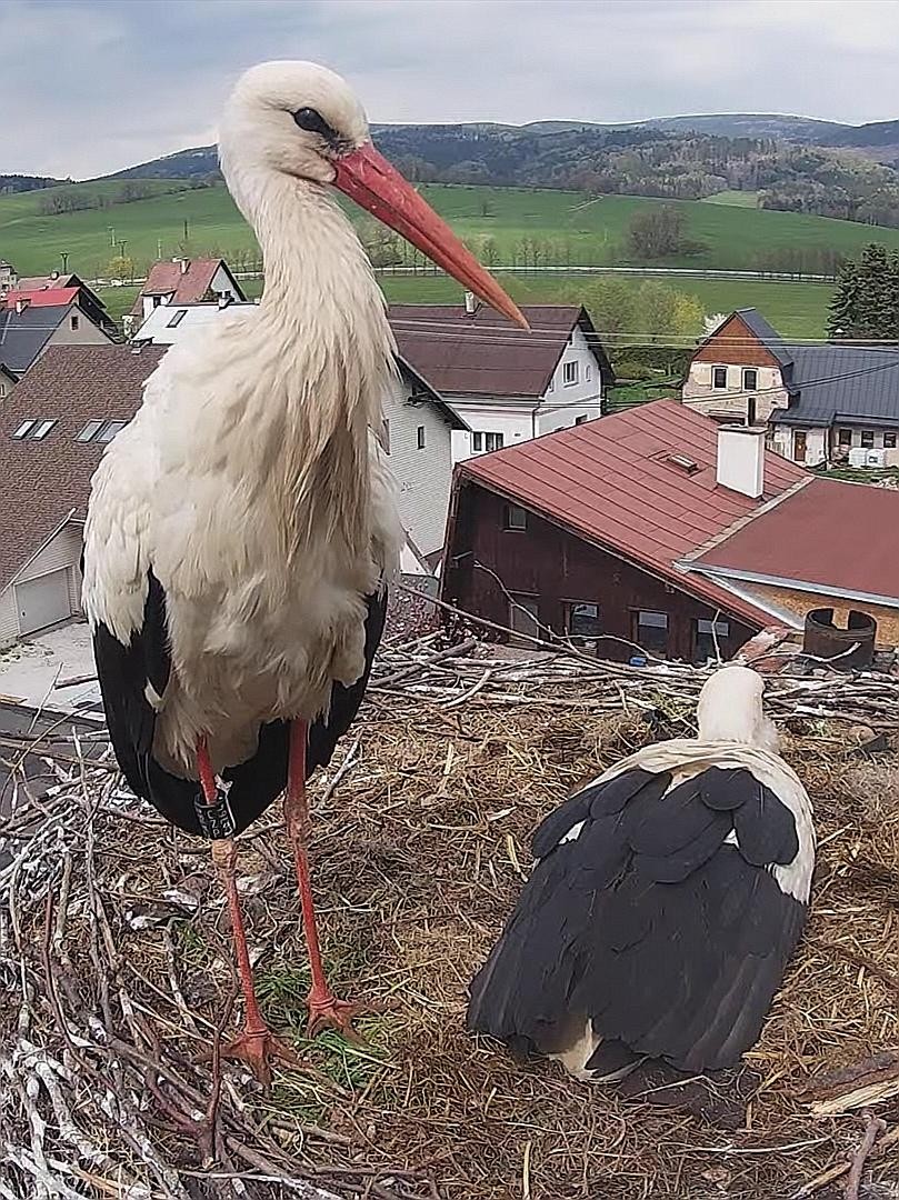 livebirdspoland_9524461d4890be258dc447d91e9e58f7.jpg