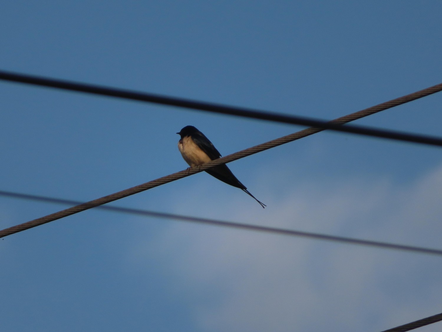 livebirdspoland_0936e38afaac4b350df3eda06d950a49.jpg