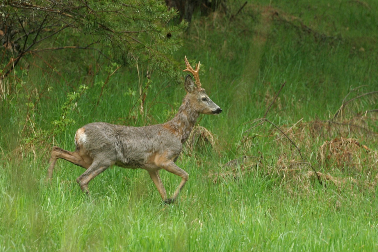 livebirdspoland_2689f524282f36f88e7097ec0aeb9e7a.png
