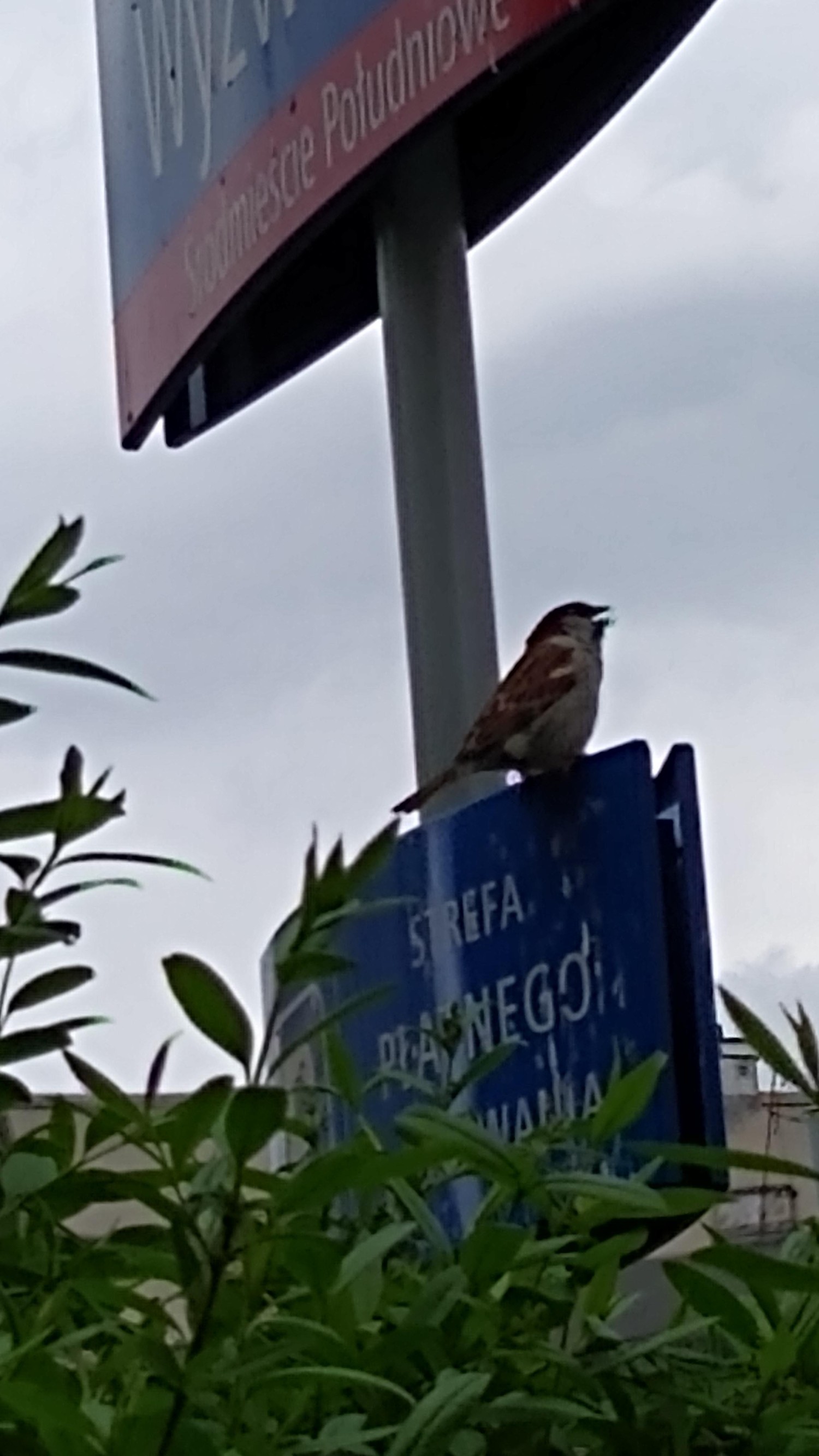 livebirdspoland_4b5e0cc342d0837fb0eb935da2c21d8a.jpg