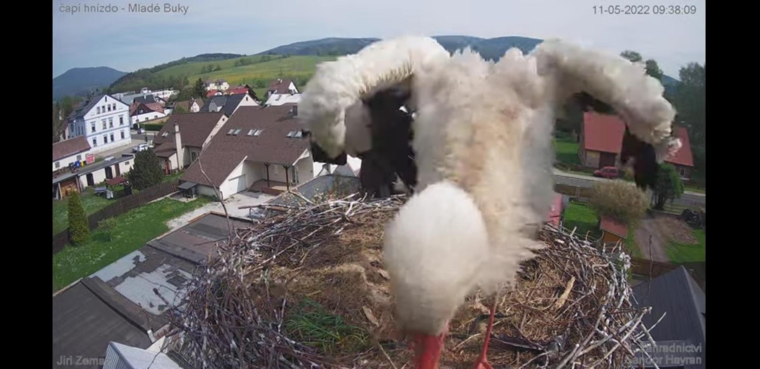 livebirdspoland_3b4c102fbb36c0b1a7832e7830658a53.jpg
