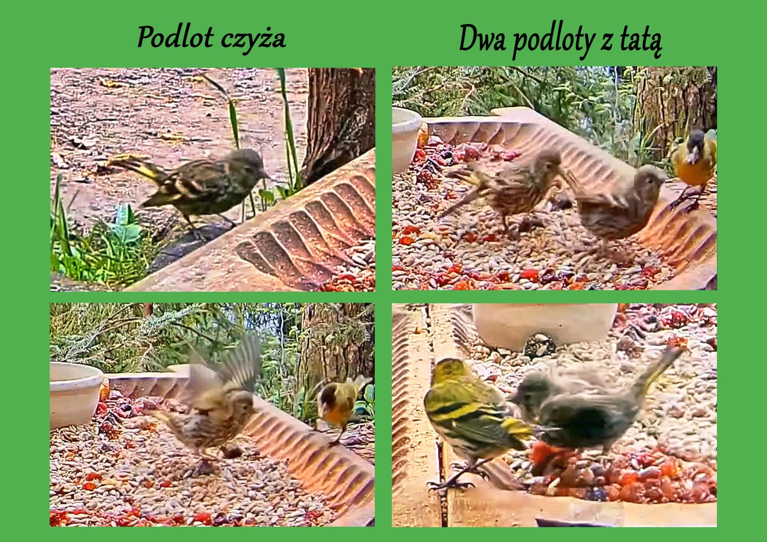 livebirdspoland_8f82cac9b6b6bce980fb3075472fc13b (1).jpg