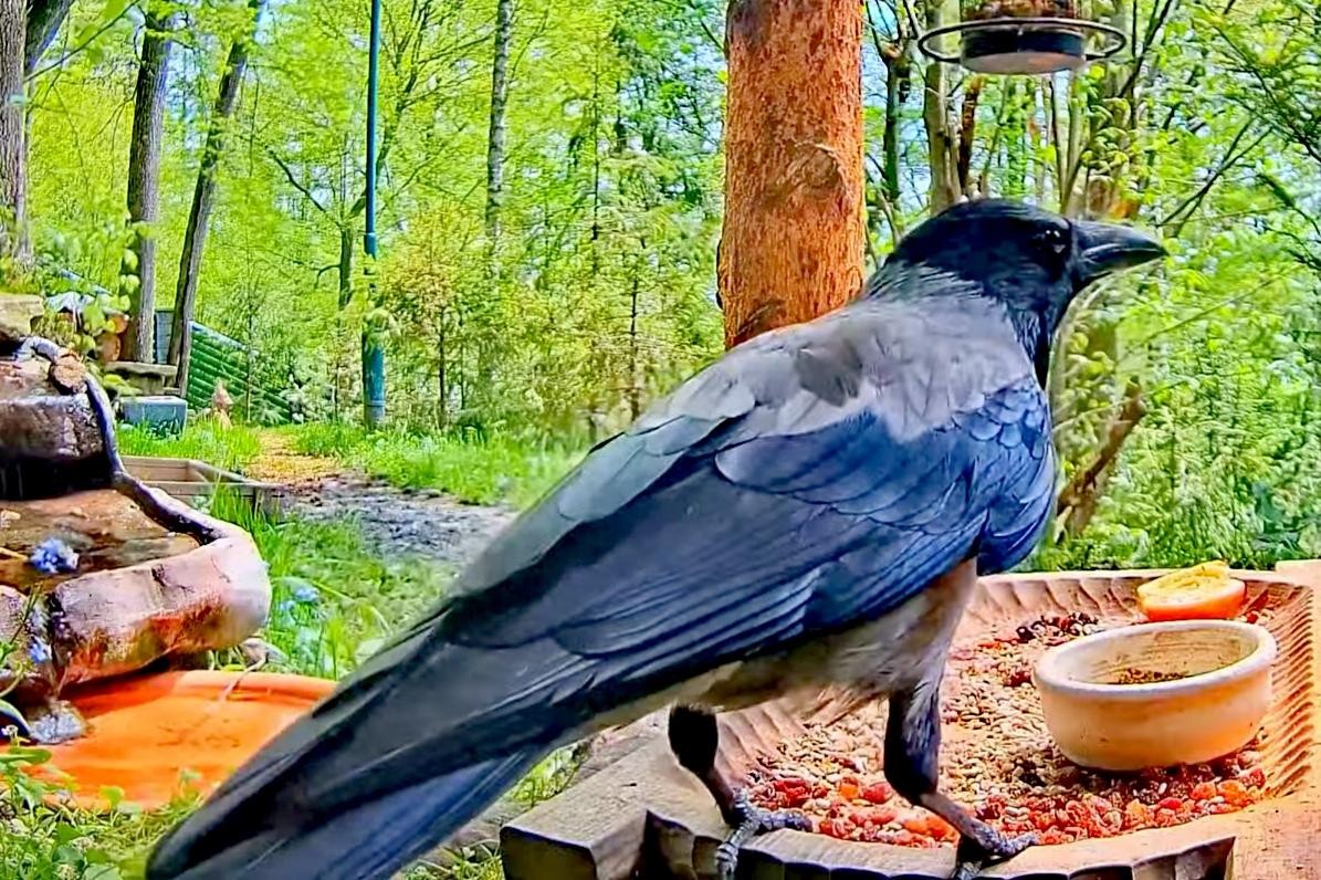 livebirdspoland_8560ea3576179cec5986aa0c66569c4c.jpg
