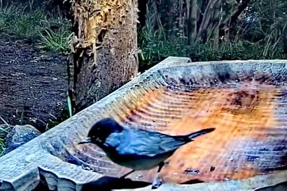 livebirdspoland_f7aaef75c75aab64e72c2bdbab2584a5.jpg