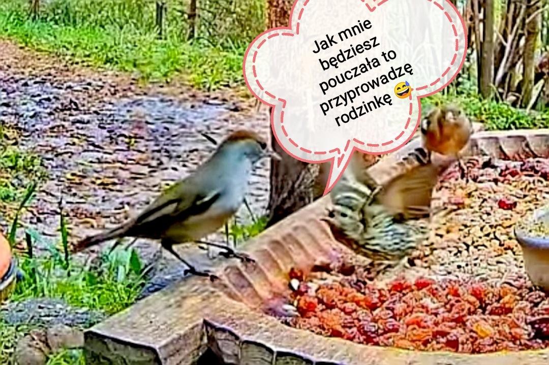 livebirdspoland_4a5b68f80f0feb3958f9343a0515c8e5.jpg