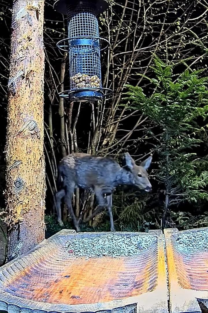 livebirdspoland_64438e18fe27d8c49c71357c1f702701.jpg