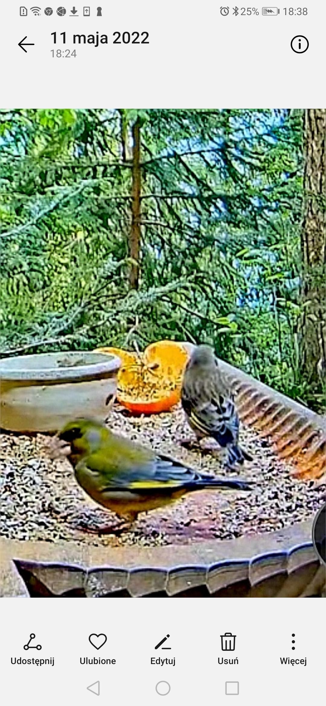 livebirdspoland_bdf6a633fb645c365a924ab2fec70db1.jpg