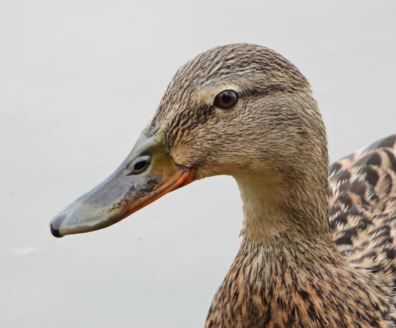 livebirdspoland_bb0c8c18bc5e6daf64cef31cf7410037.jpg