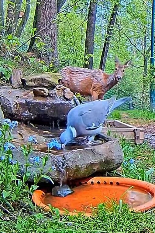 livebirdspoland_b8f1148b29ee423d150af9bee103c69c.jpg