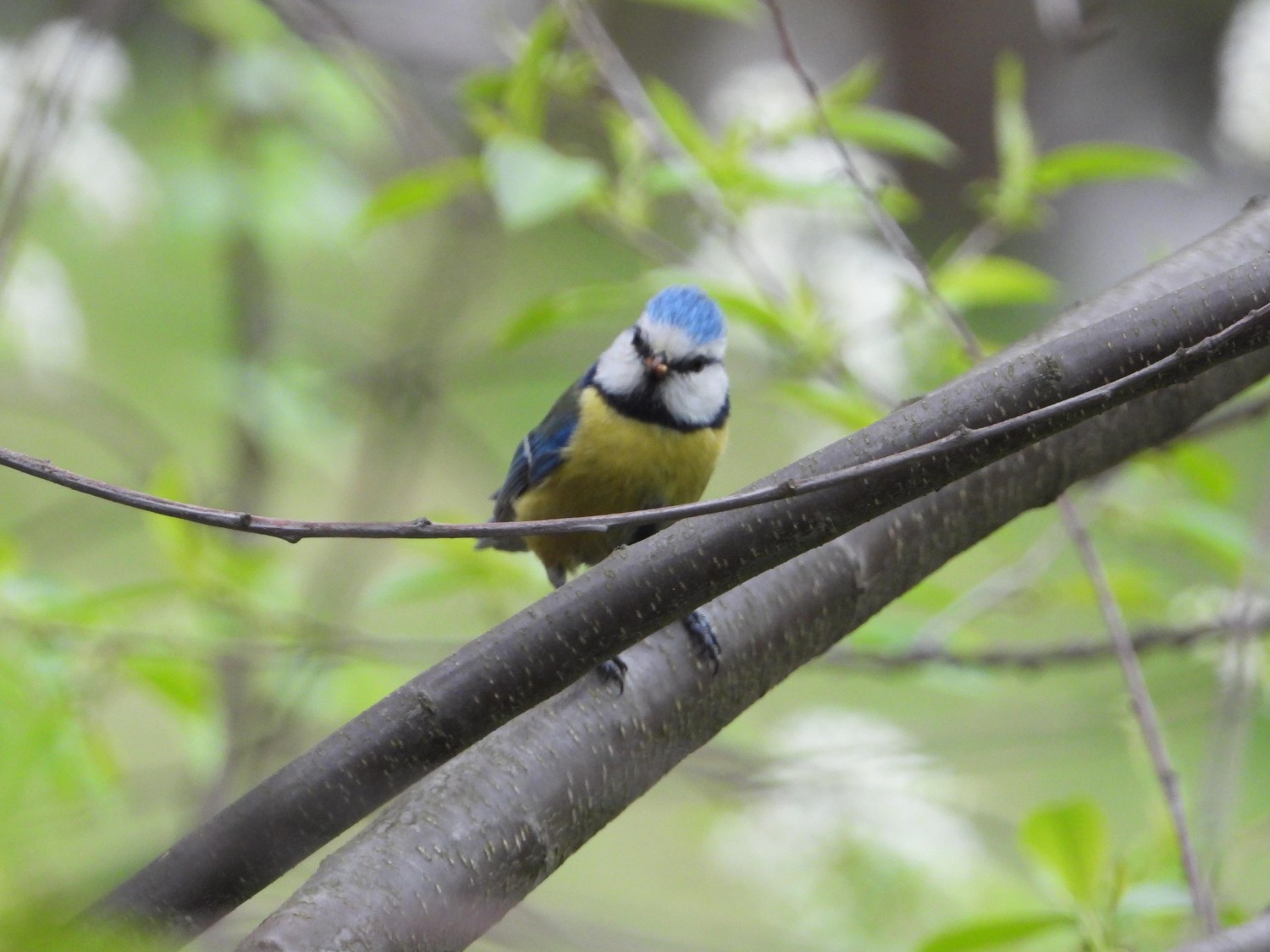 livebirdspoland_782f912a486115ea491d2df17e146d30.jpg