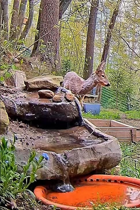 livebirdspoland_097ec34da132c15ed338c20598dbc614.jpg