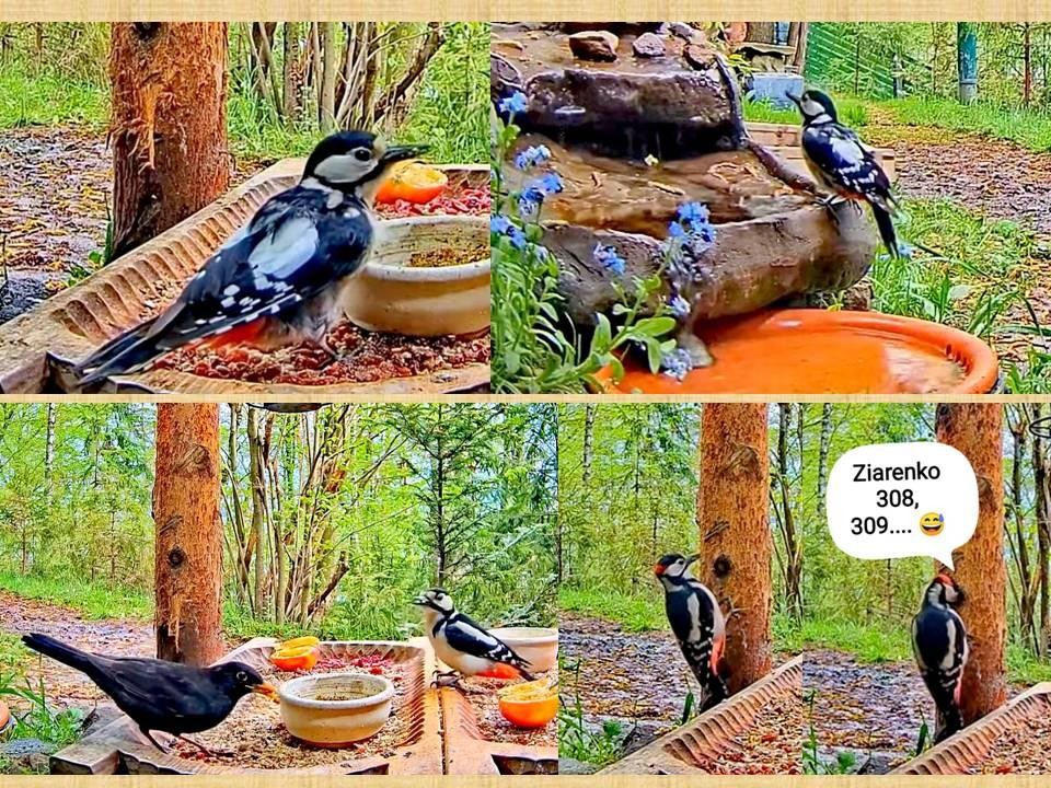 livebirdspoland_e9c98c760791184fa667ac4364b5a509.jpg