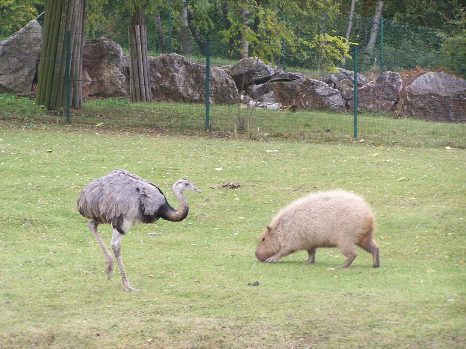 livebirdspoland_cf989b8504257d09156b8b776192c75d.jpg