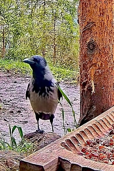 livebirdspoland_bc2958beba03be719cf7cc3a7e38b174.jpg