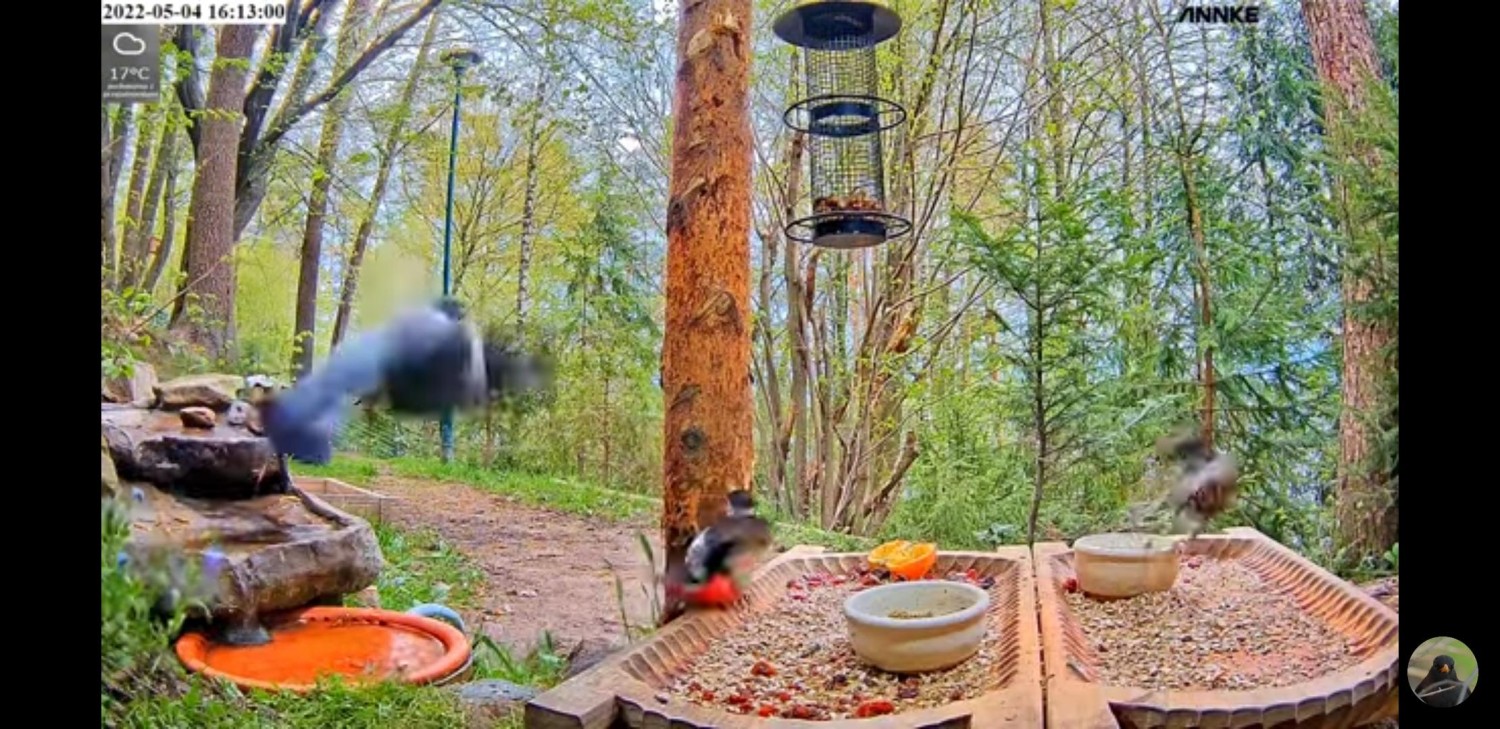 livebirdspoland_d0edd1ee6b54449df2c0c15449586057.jpg