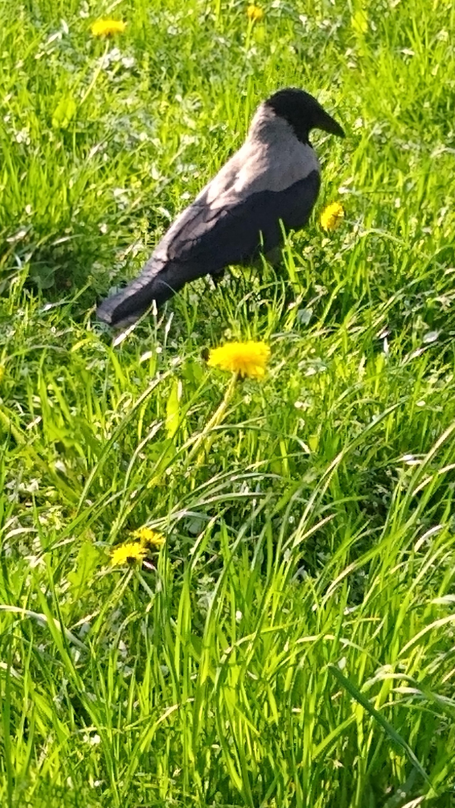 livebirdspoland_883b6970b119f98a4daeee155b894d6f.jpg