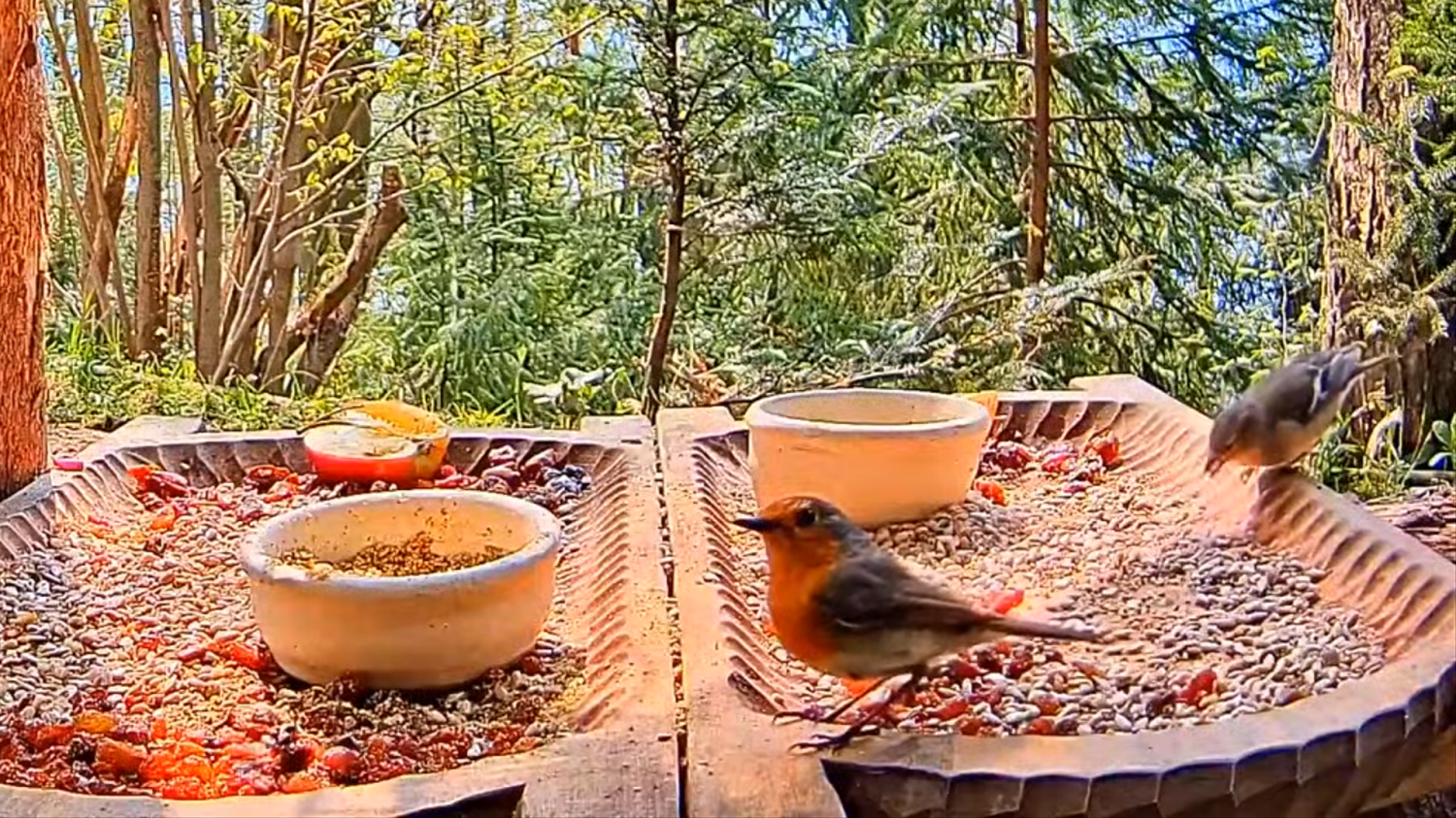 livebirdspoland_218a98595f515fd5d33e23014d1254b9.png