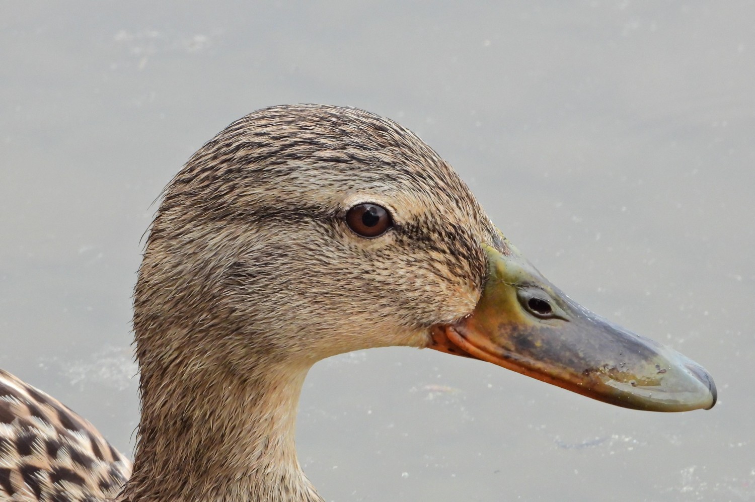 livebirdspoland_4c4721dde5b05e3f5aec759ed3084729.jpg