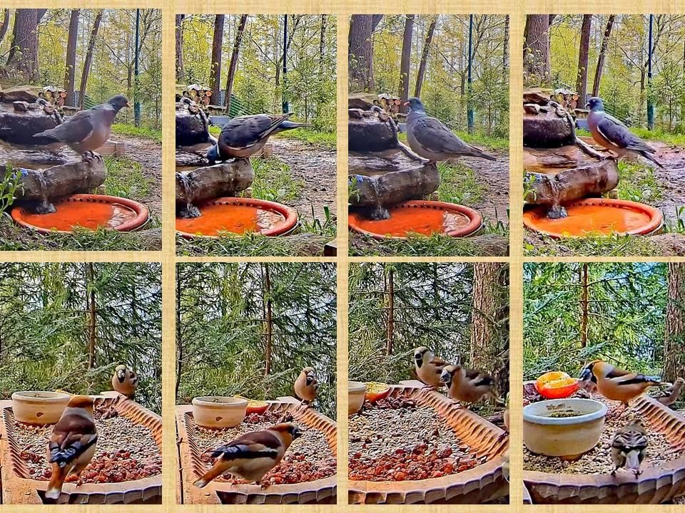livebirdspoland_9da457a5c5b8572bfeae1152bd5bc11e.jpg