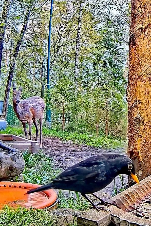 livebirdspoland_f687f5d4d7ce087be0c6f3bfb68d7bd5.jpg