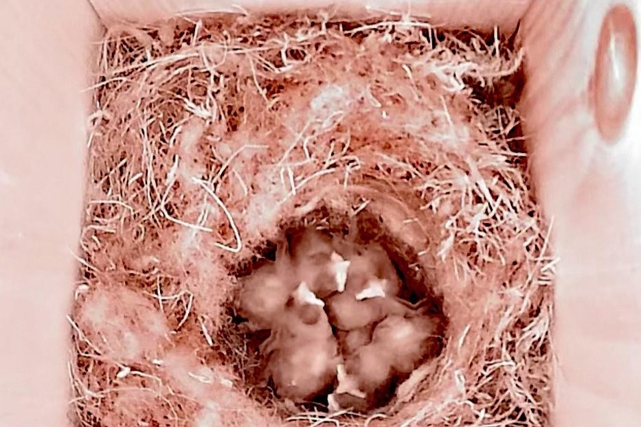 livebirdspoland_a759a5254f7c74b09a555e442a898455.jpg