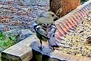 livebirdspoland_4b138e87207b3b8d8b2e6dc738920402.jpg