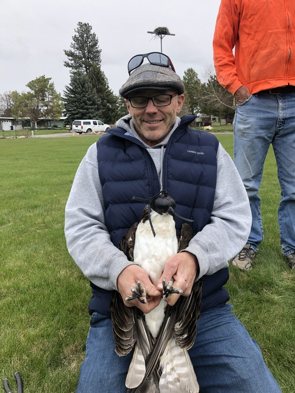 livebirdspoland_280f65908b253200c25d04e773134f46.png