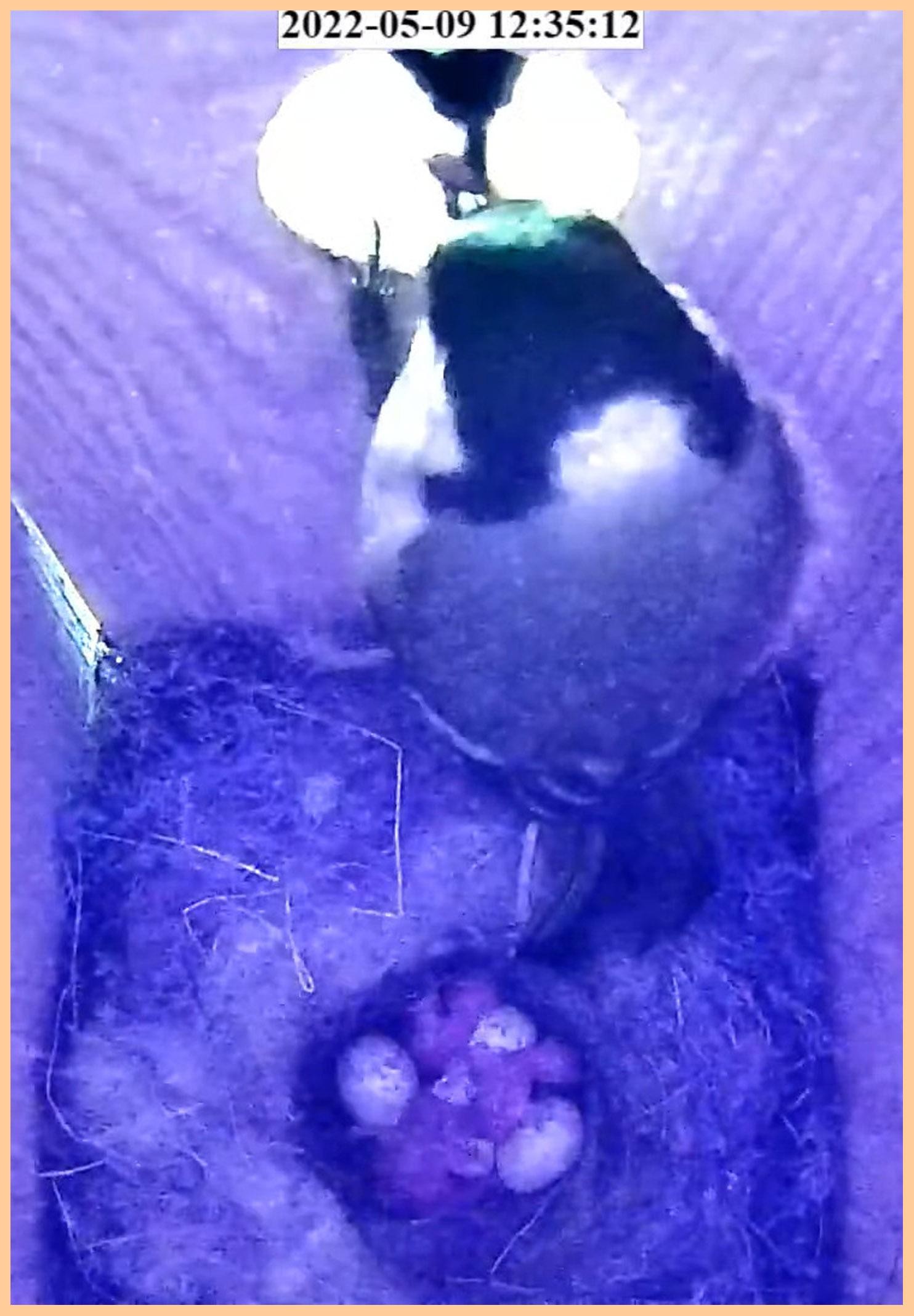 livebirdspoland_785d03af717597a6415bd03eea1a5180.jpg