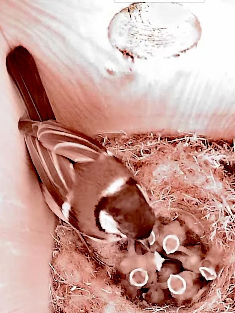 livebirdspoland_b26af1f99a16aa2e0a012c5a0f1ecf23.jpg