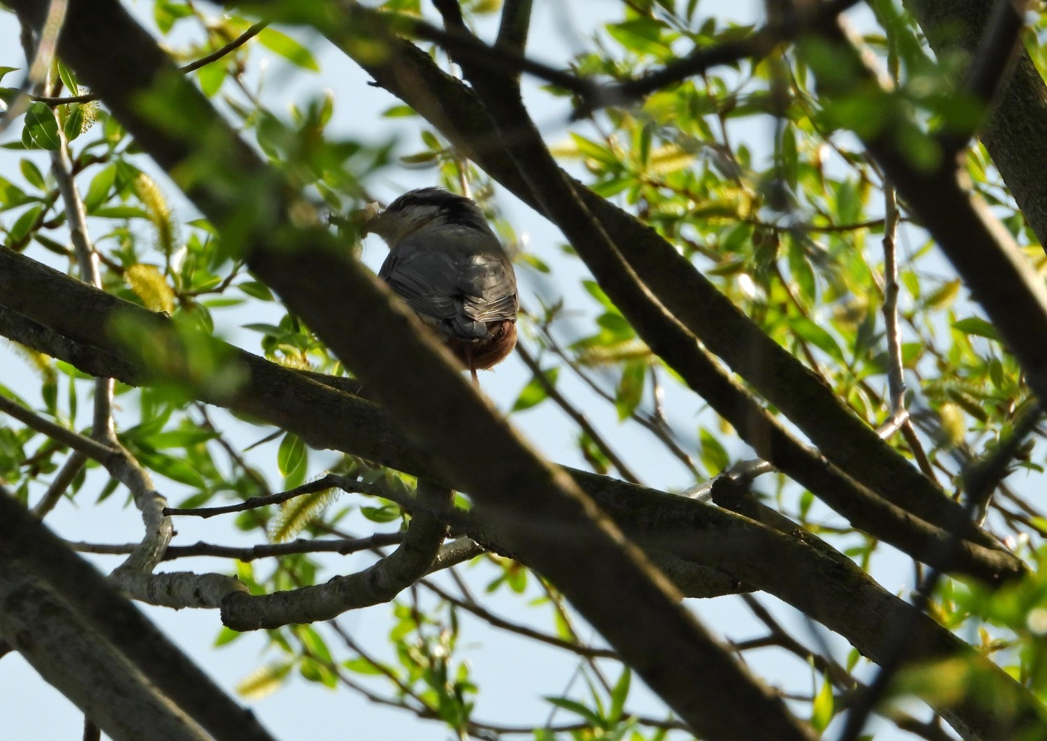 livebirdspoland_8c40b867fac02ac564e878c991bff30f.jpg