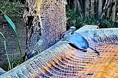 livebirdspoland_f8cd93e043f7f255907c30f94884ee1e.jpg