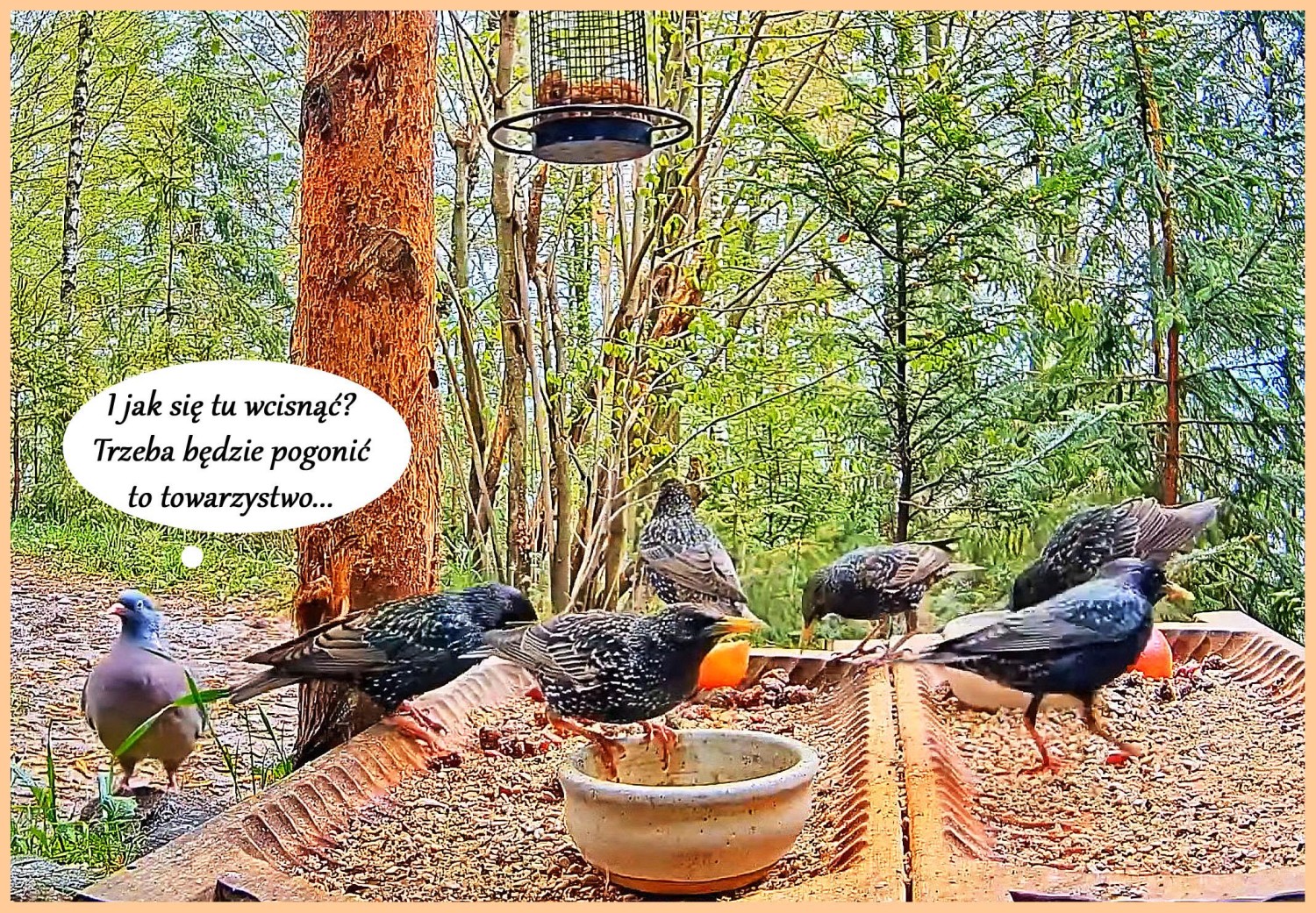 livebirdspoland_2ca980c55e78b91f9c781fcd1cd03cc2.jpg