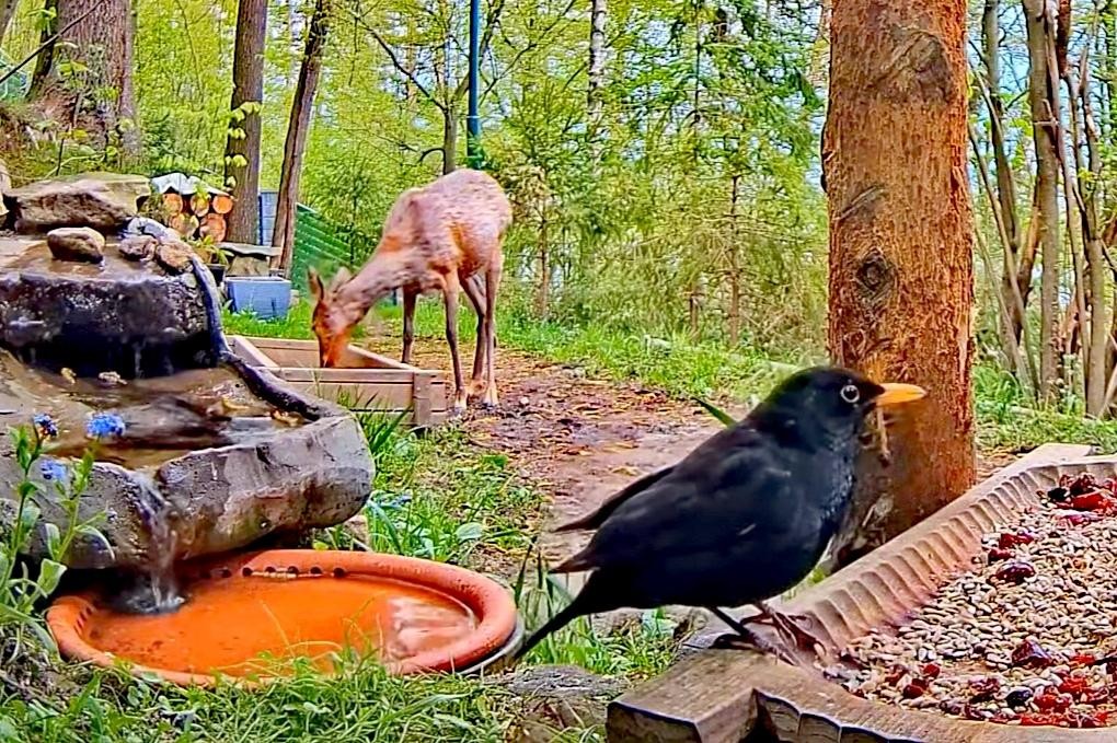 livebirdspoland_f957619817cdccea642159883d193b6d.jpg