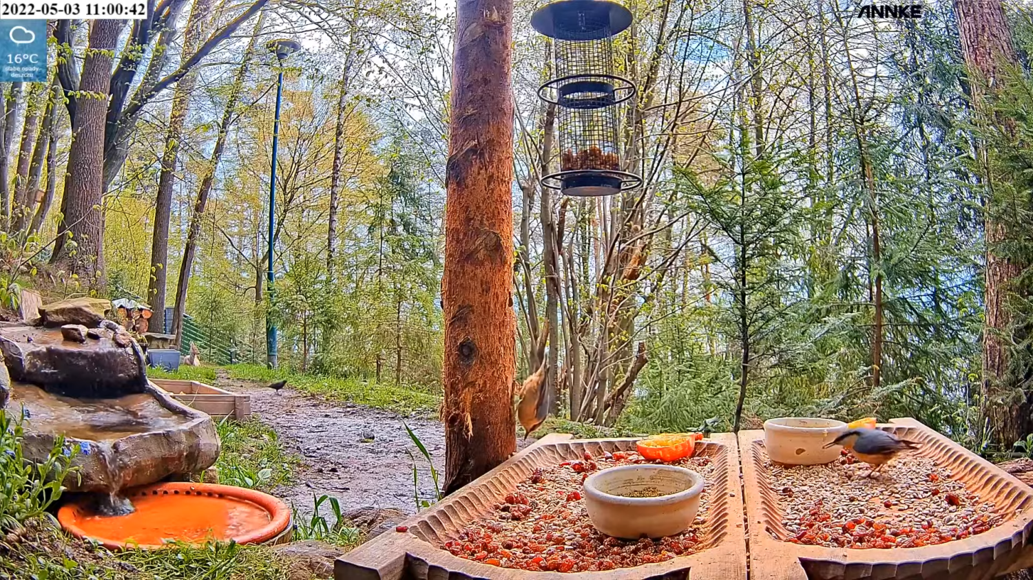 livebirdspoland_eeac5b9e8161fa944905f1d7444494c8.png