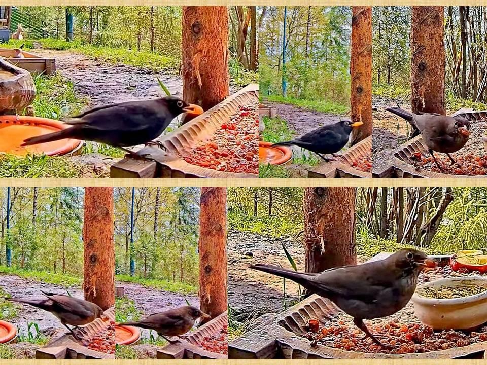 livebirdspoland_3a0b1b001d03b2d2e8f89d9a984f60f7.jpg