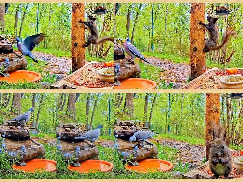 livebirdspoland_ed03d86cb37ba16e44603af1e5b003ed.jpg